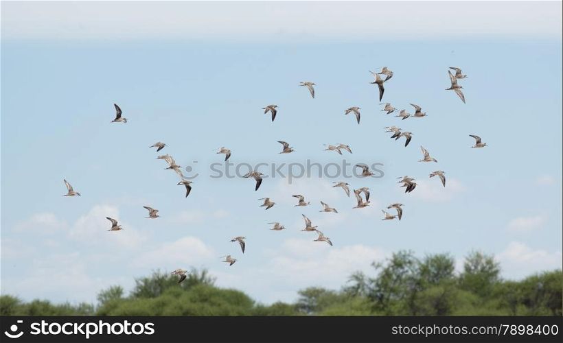 A flock of birds flying high up in the air with its wings spread