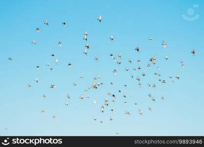 A flock of birds flying in the blue sky