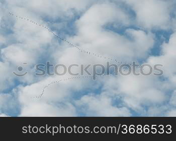 A flock of birds flying on a cloudy day