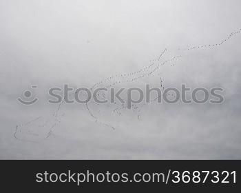 A flock of birds flying on a cloudy day