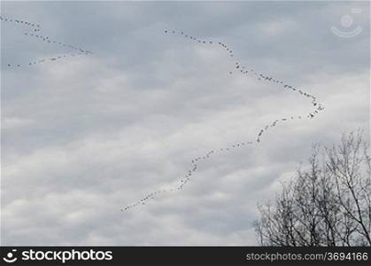 A flock of birds flying on a cloudy day