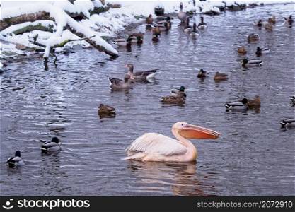 A flock of ducks and one white pelican swim in the pond.