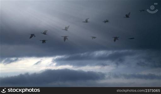 a flock of ducks flies in the dramatic autumn sky in the rays of light