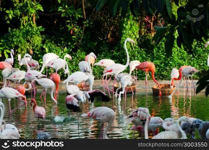 a flock of flamingos on the lake