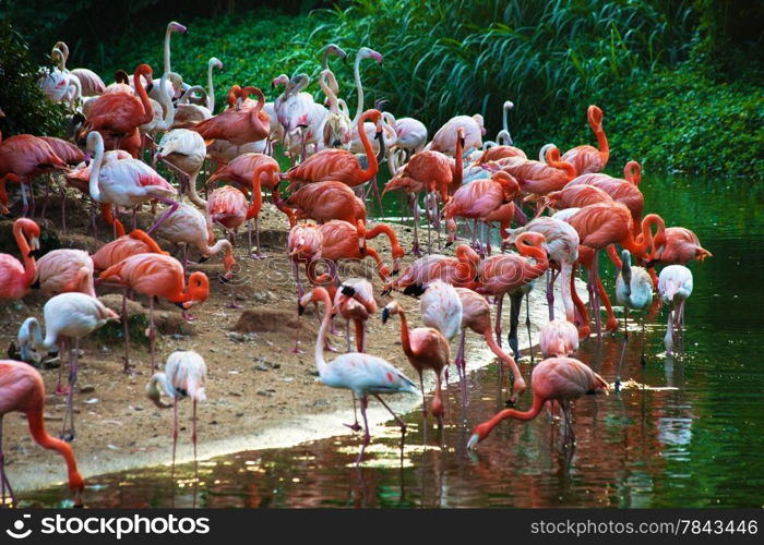 a flock of flamingos on the lake