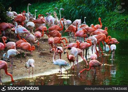 a flock of flamingos on the lake