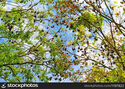 A flock of flying foxes on the crown of trees. Exotic background. Sri Lanka.