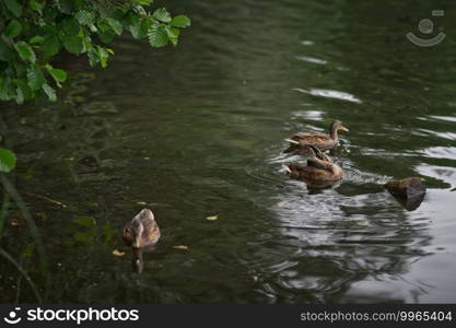 A flock of gray ducks swim and fish in the city pond.. Grey ducks swim and fish in the pond 2557.