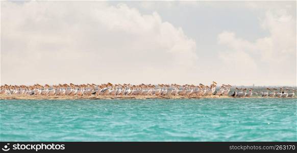 A flock of migrating pink pelicans. A flock of pink pelicans resting on a sea spit