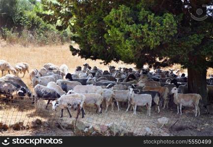 A flock of milk sheep shelter from the harsh summer sun in central Crete, Greece. The island is renowned for its range of sheep-milk cheeses