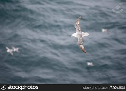 A flock of Northern fulmars, Fulmarus glacialis, flying over water