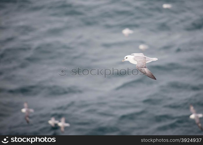 A flock of Northern fulmars, Fulmarus glacialis, flying over water