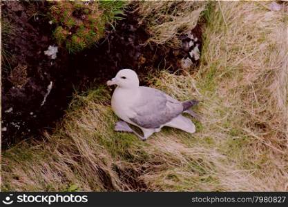 A flock of Northern fulmars, Fulmarus glacialis, sitting on cliff on the Faroe Islands