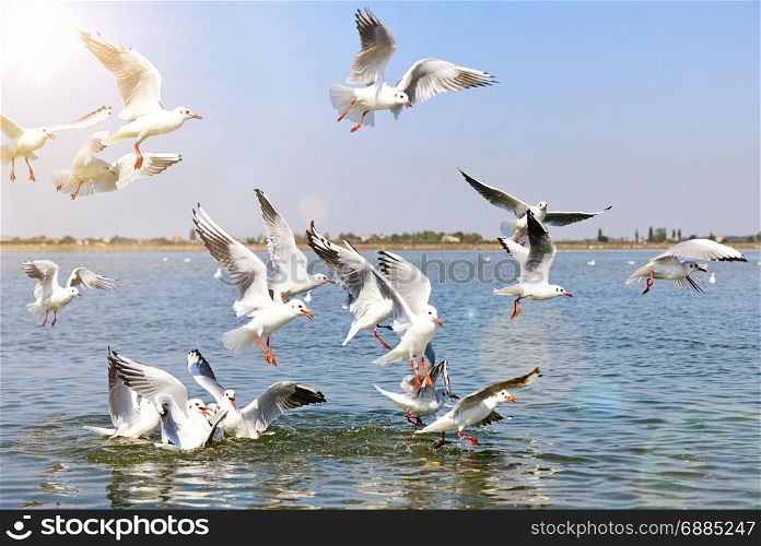 a flock of sea gulls flying over the sea surface in the rays of a bright sun, a summer day