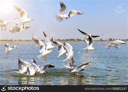 a flock of sea gulls flying over the sea surface in the rays of a bright sun, a summer day