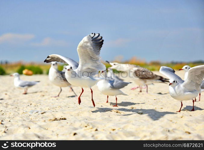 a flock of sea gulls on the sandy shore of the sea, a summer day