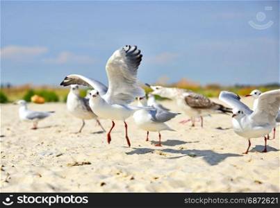 a flock of sea gulls on the sandy shore of the sea, a summer day