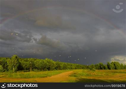 a flock of seagulls against the backdrop of formidable clouds and a rainbow, photo taken in the evening at sunset. flock of seagulls against the backdrop of formidable clouds and bright green forest