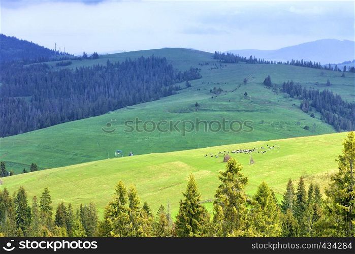 A flock of sheep grazes on a green, lush, grassy meadow on the slope of a Carpathian hill amid hay and mountain tops with tall spruces.. A flock of sheep grazing on a hill of mountain green meadows on a sunny spring morning