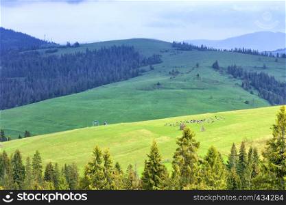 A flock of sheep grazes on a green, lush, grassy meadow on the slope of a Carpathian hill amid hay and mountain tops with tall spruces.. A flock of sheep grazing on a hill of mountain green meadows on a sunny spring morning