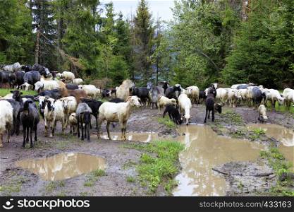 A flock of sheep grazing after a heavy rain on a hill of mountain green meadows among muddy puddles and tall pines on a bright spring morning. A flock of sheep walks along the road washed by heavy rain among large puddles and tall fir trees.