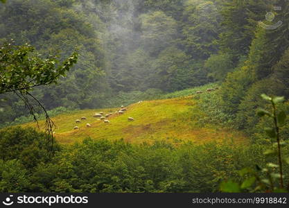 A flock of sheep grazing in a green meadow on a mountain hill. 