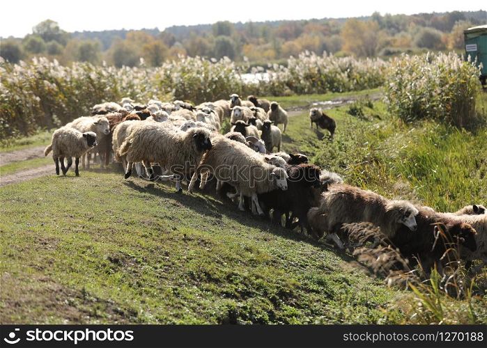a flock of sheep grazing on green grass in the field.. a flock of sheep grazing on green grass in the field