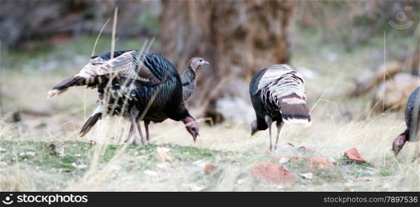 A flock of Turkey scavenges the forest floor for food