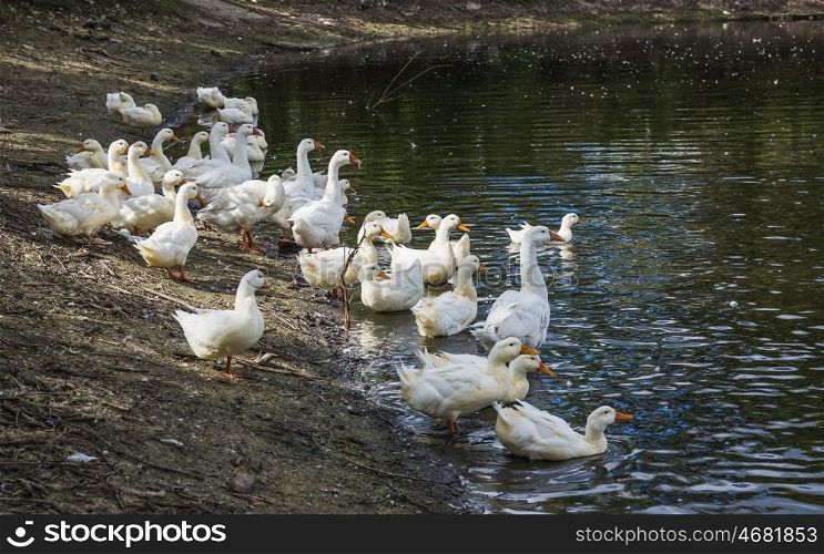 A flock of white geese on the pond