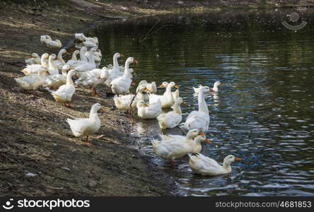 A flock of white geese on the pond
