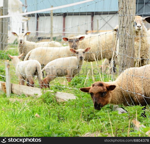 A flock of white sheep grazing behind a fence on a farm.