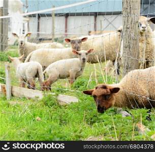 A flock of white sheep grazing behind a fence on a farm.