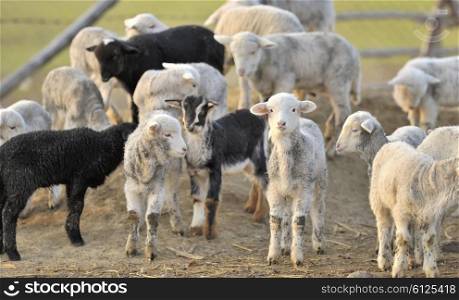 A flock of young sheep on farm