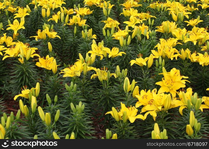 A flower bed of bright beautiful yellow lily