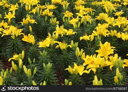 A flower bed of bright beautiful yellow lily