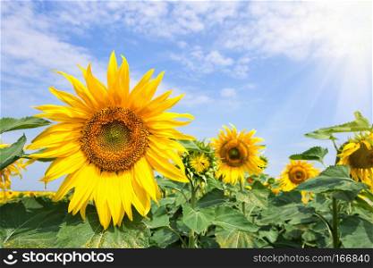 A flower of a bright yellow sunflower under a bright sun. Summer landscape. The concept of a new day, growth and development.. A flower of a bright yellow sunflower under a bright sun