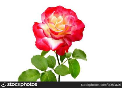 A flower of roses. Isolated on white background. A red rose bloom by gift.
