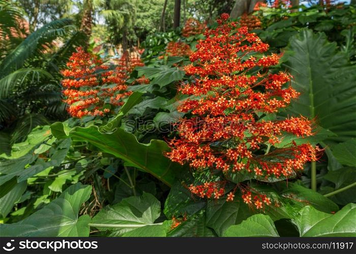 A flowering plant with broad leaves and a bunch of tiny little red flowers