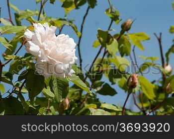 A flowering rose