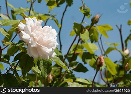 A flowering rose