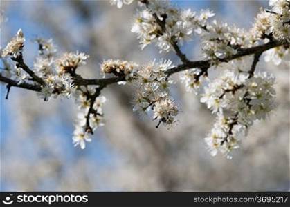 A flowering tree