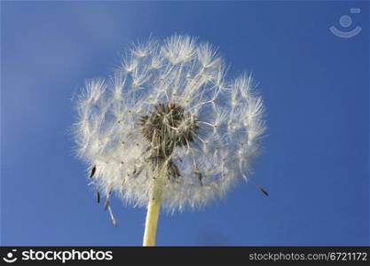 A fluffy dandelion agains a clear blue sky
