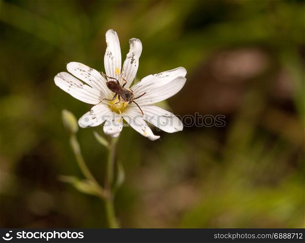 a fly in the centre of a small white flower head outside in the spring light with a macro blur background lush eating and collecting pollen