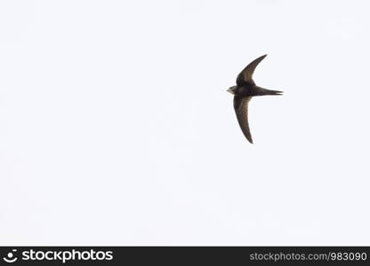 A flying common swift under blue sky
