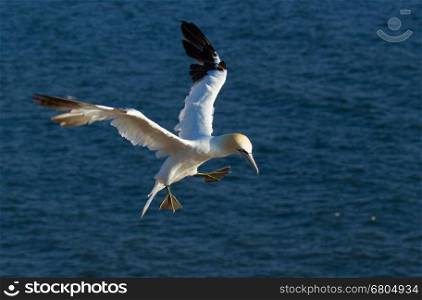 A flying gannet in Helgoland