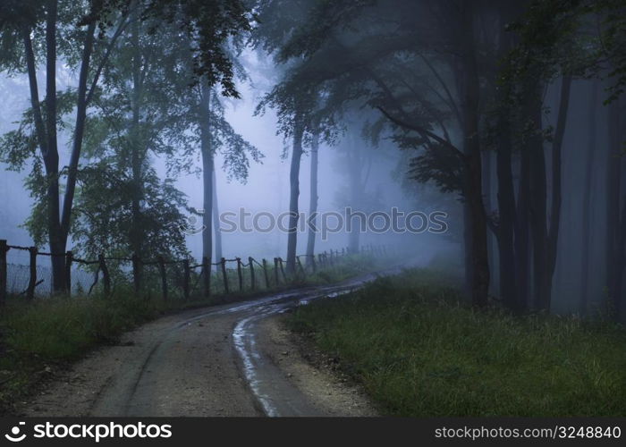 A foggy, mystical forest.