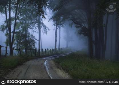 A foggy, mystical forest.