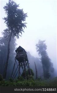 A foggy, mystical forest.