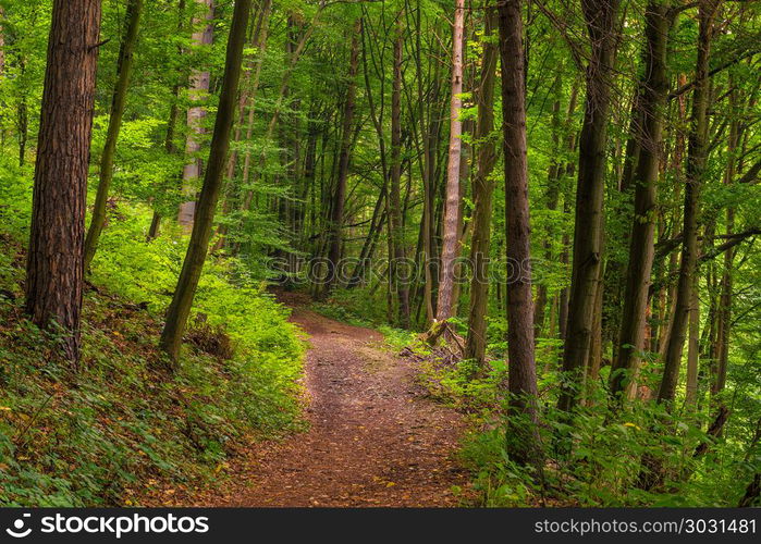 a footpath in a deciduous forest on a summer day