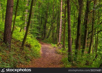 a footpath in a deciduous forest on a summer day